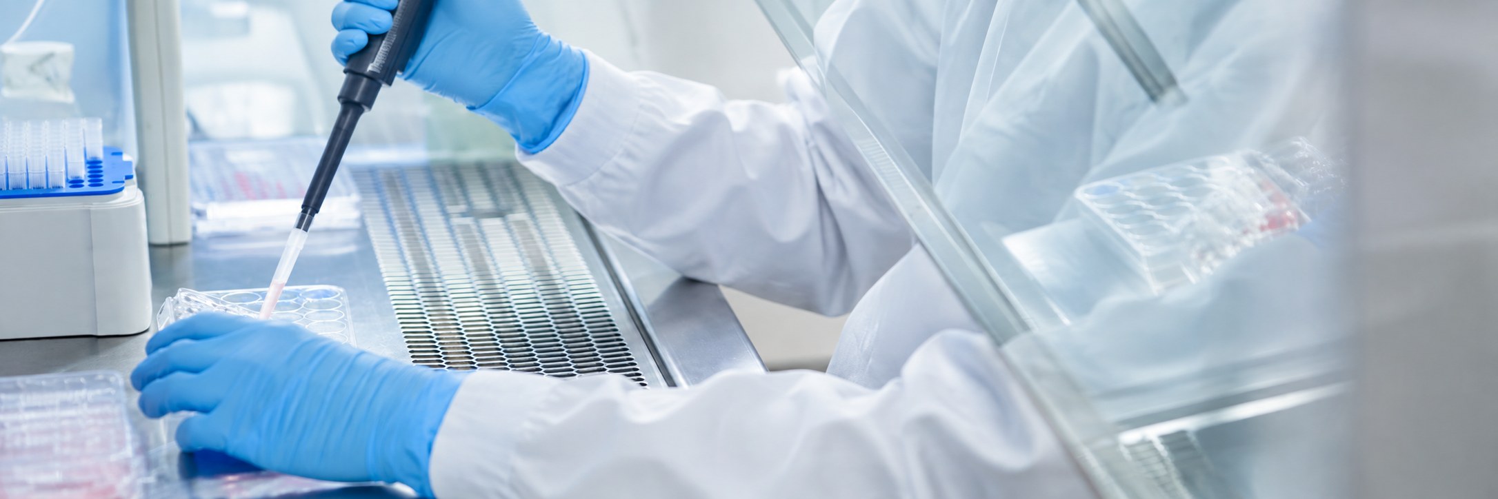 Gloved and gowned scientist pipetting into a cell culture plate inside a biosafety cabinet