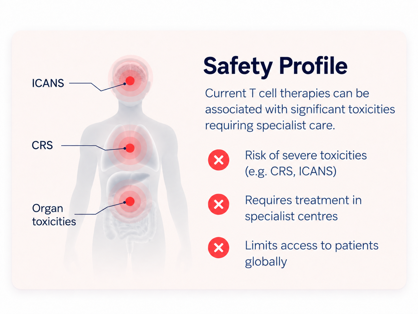 Safety profile: CRS, ICANS and organ toxicities