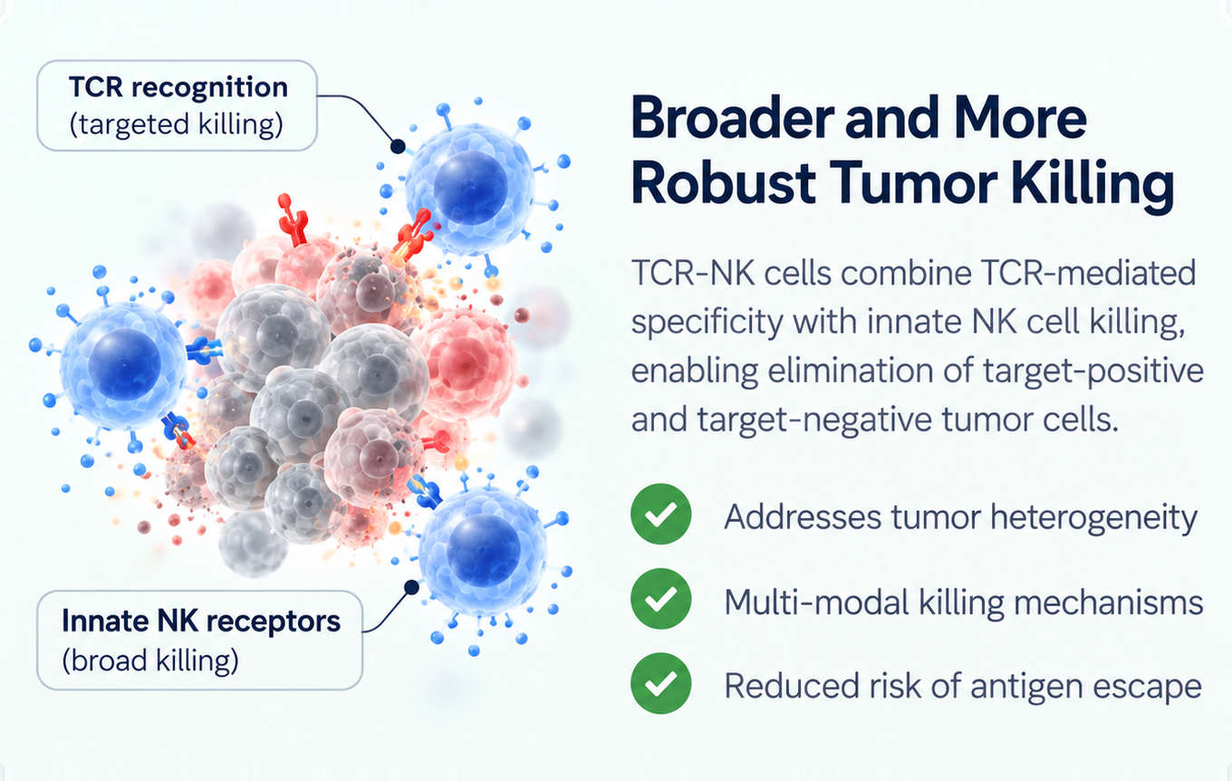 Broader and more robust tumour killing: TCR recognition and innate NK receptors
